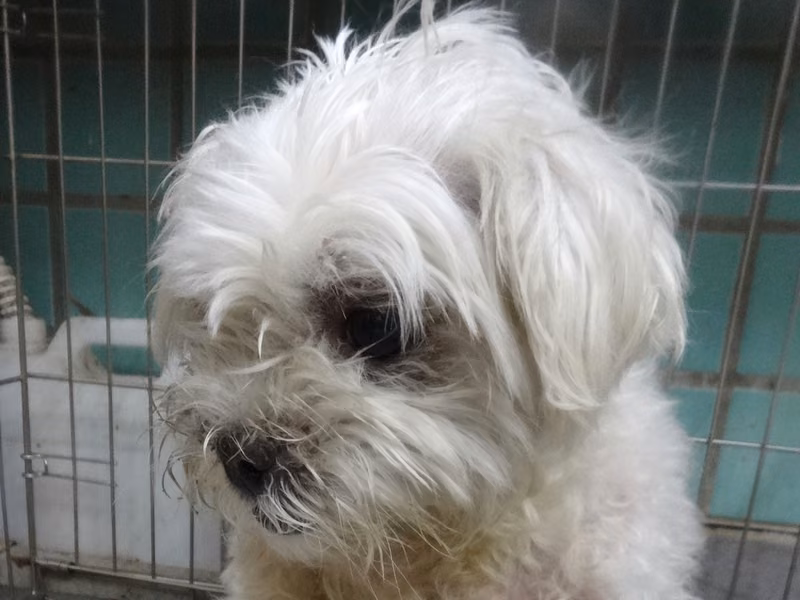 White adult male Maltese, Medium, shelter no. …1283