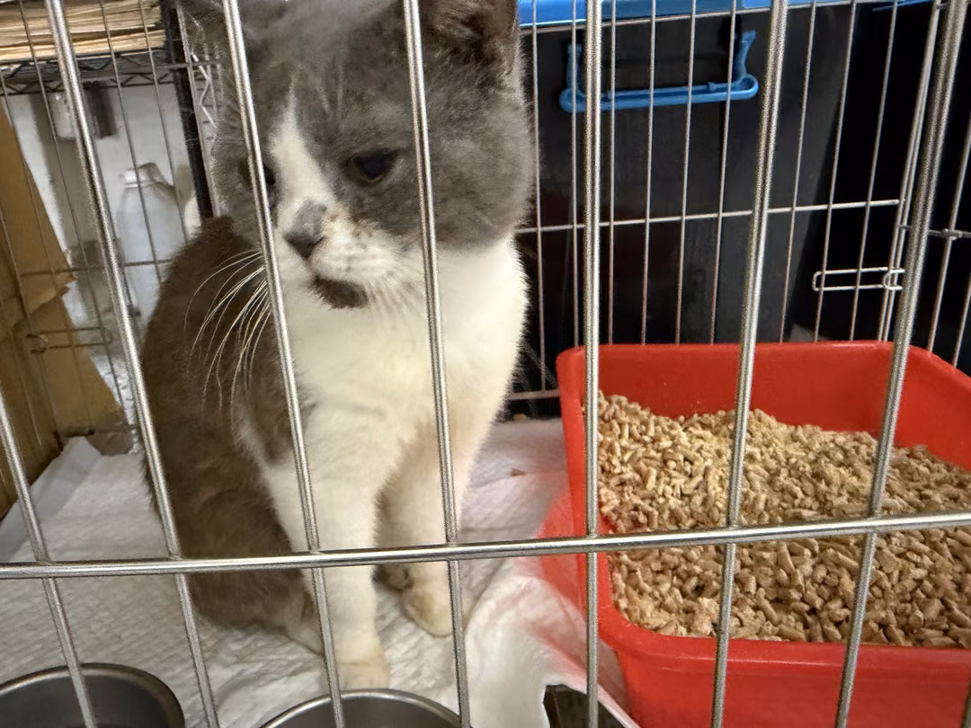 Gray-and-white adult male British Shorthair, Medium, shelter no. …5001