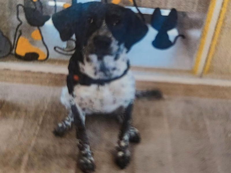 Black-and-white young female mixed-breed dog, Medium, shelter no. …7001