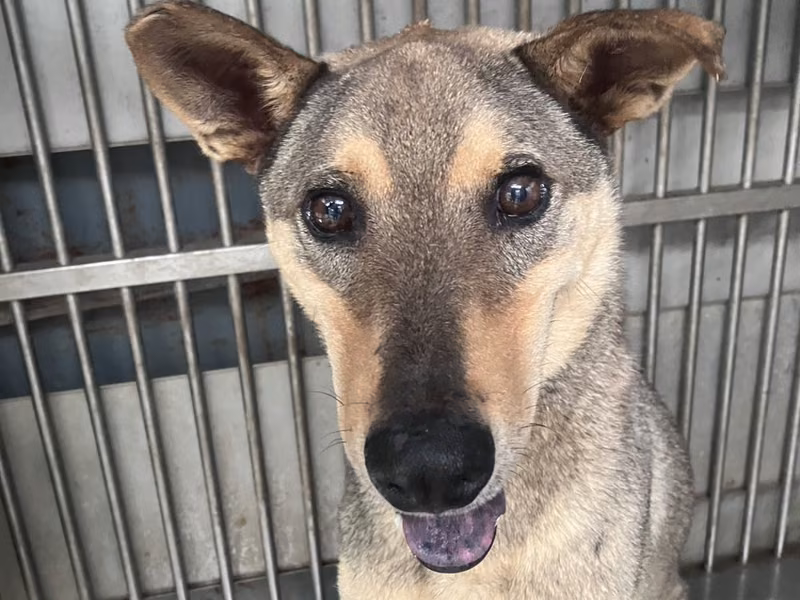 Black-and-tan adult female mixed-breed dog, Large, shelter no. …6002
