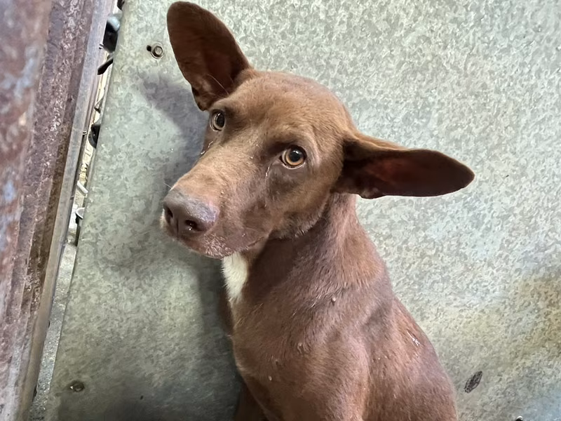 Brown adult male mixed-breed dog, Medium, shelter no. …5003