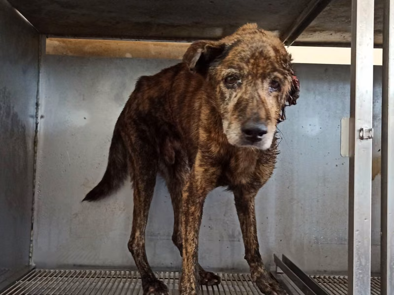 Tabby adult male mixed-breed dog, Medium, shelter no. …6D01