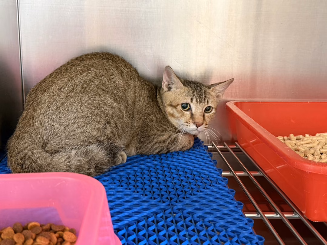 Black tabby adult male mixed-breed cat, Medium, shelter no. …3010