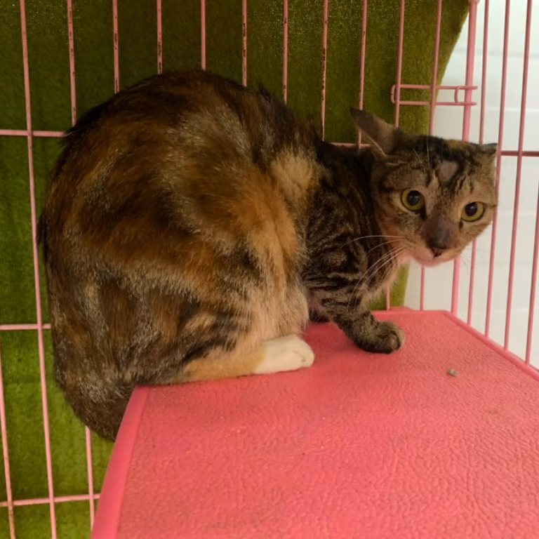 Calico adult female mixed-breed cat, Medium, shelter no. …2207