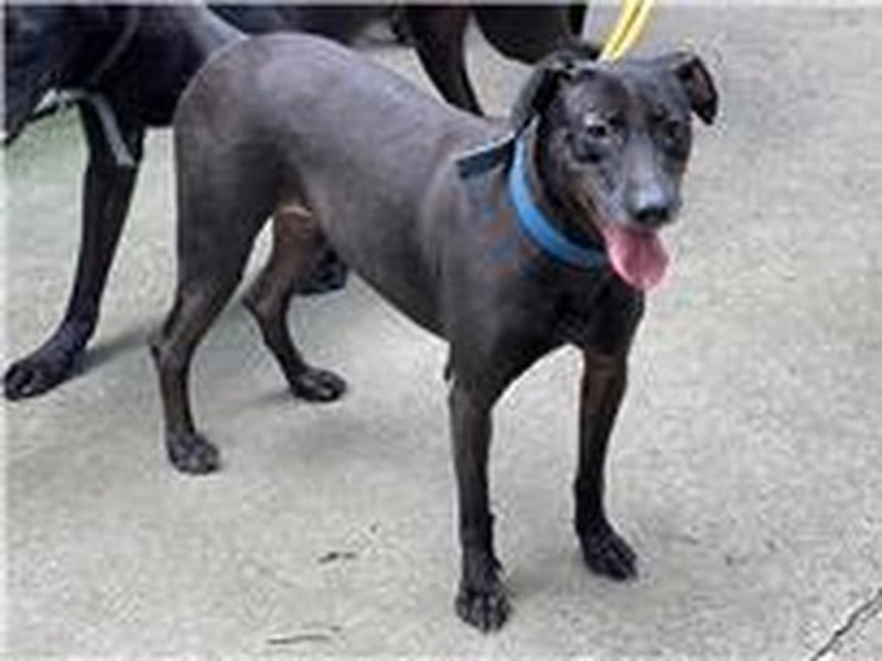 Black young female mixed-breed dog, Small, shelter no. …2105
