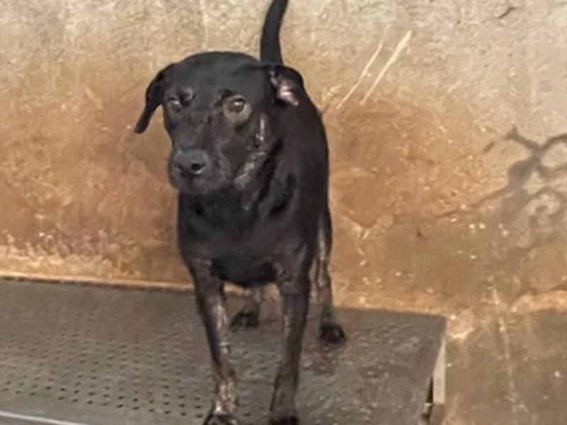 Tabby adult male mixed-breed dog, Medium, shelter no. …0007