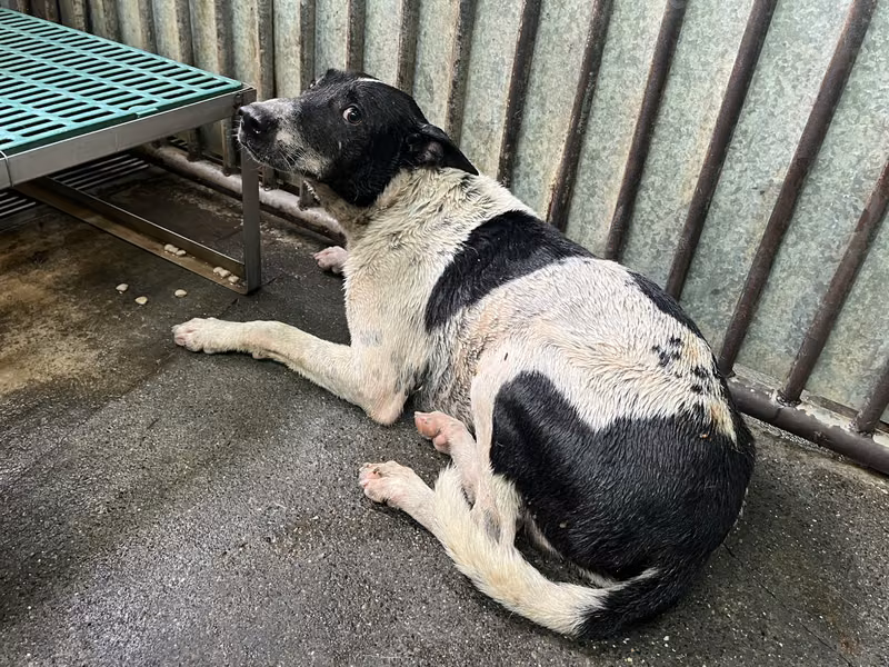 Black-and-white adult male mixed-breed dog, Medium, shelter no. …3004