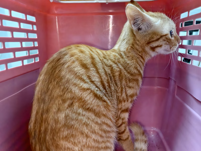 Adult female mixed-breed cat, Medium, shelter no. …3004