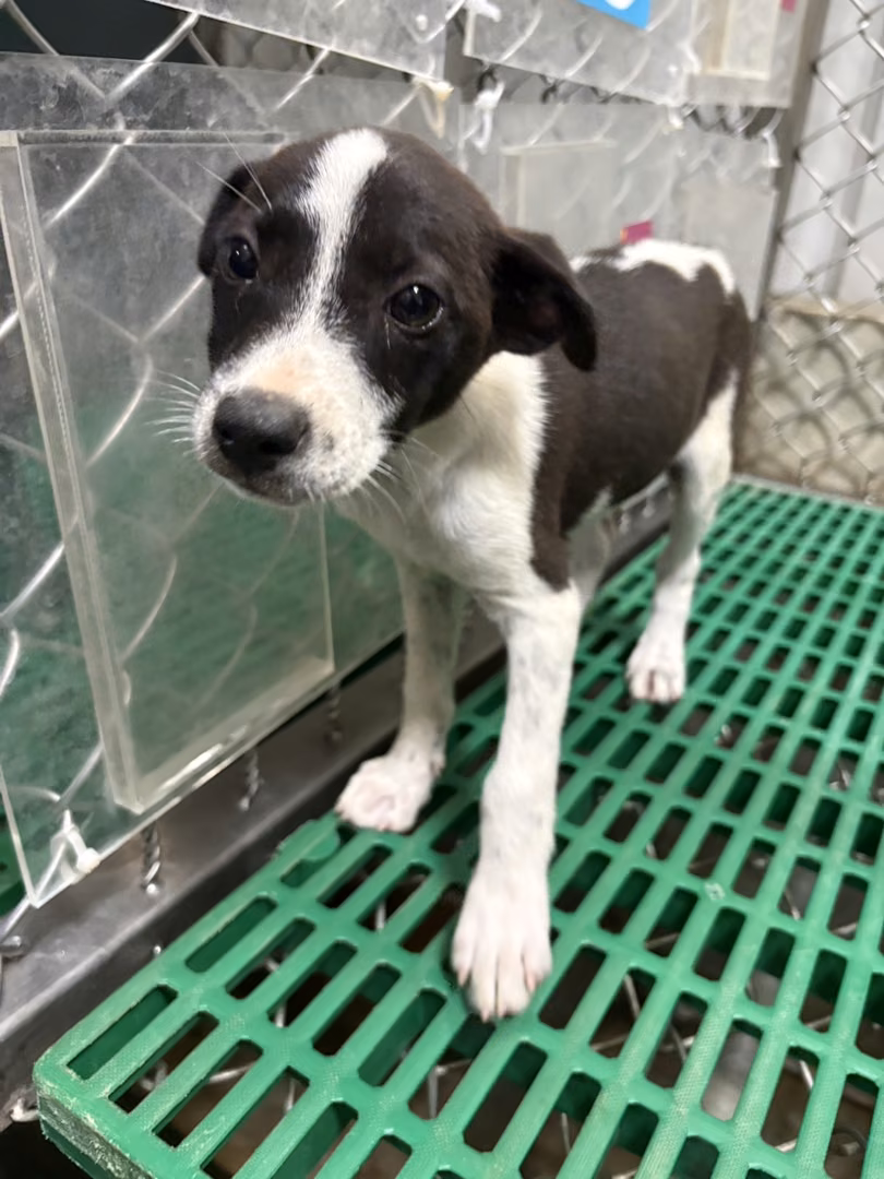 Black-and-white young female mixed-breed dog, Small, shelter no. …2003