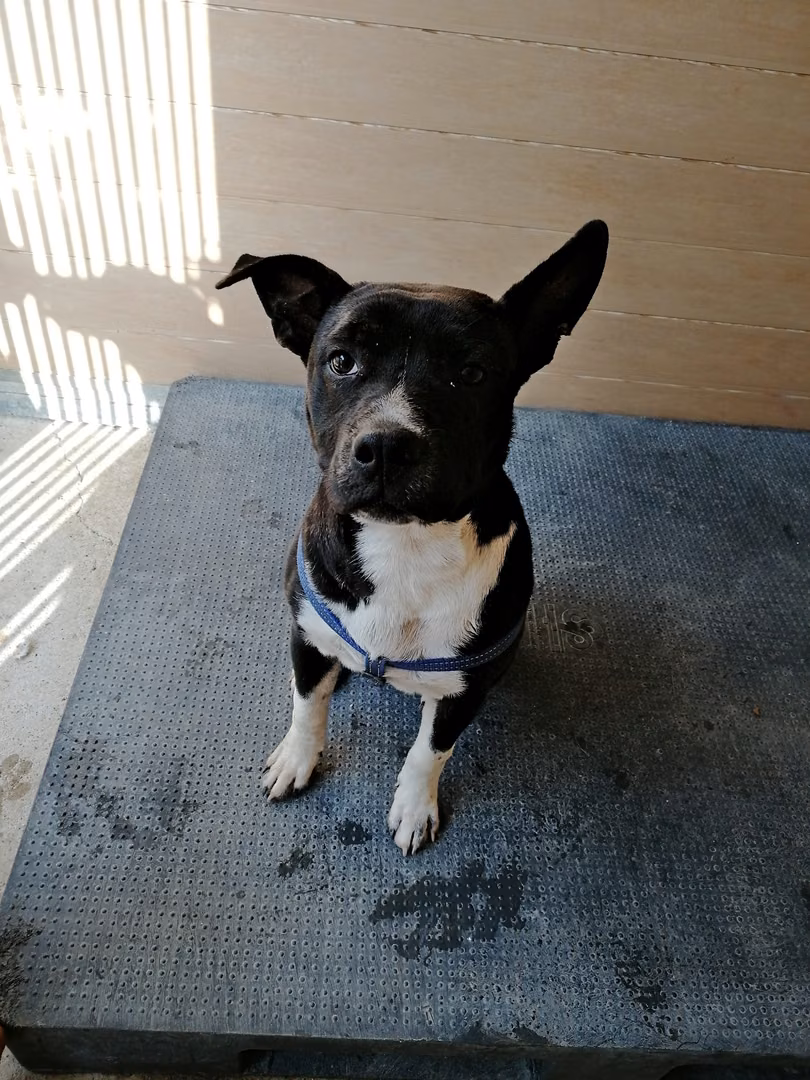 Flapy, Senior · Male · Medium · Mixed breed