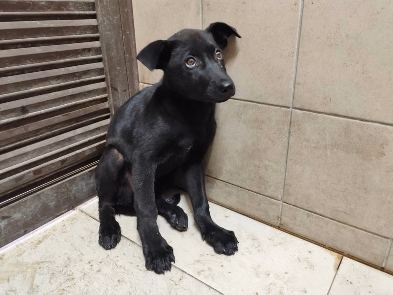 Black adult female mixed-breed dog, Large, shelter no. …1301