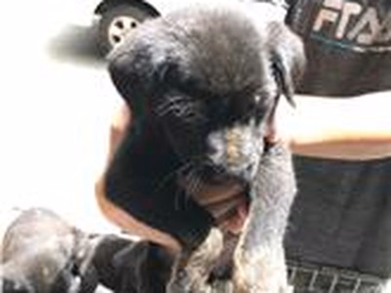 Black young male mixed-breed dog, Small, shelter no. …5002