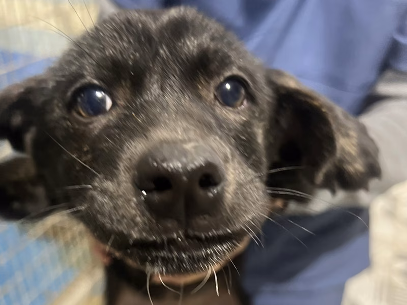 Black young male mixed-breed dog, Small, shelter no. …8029