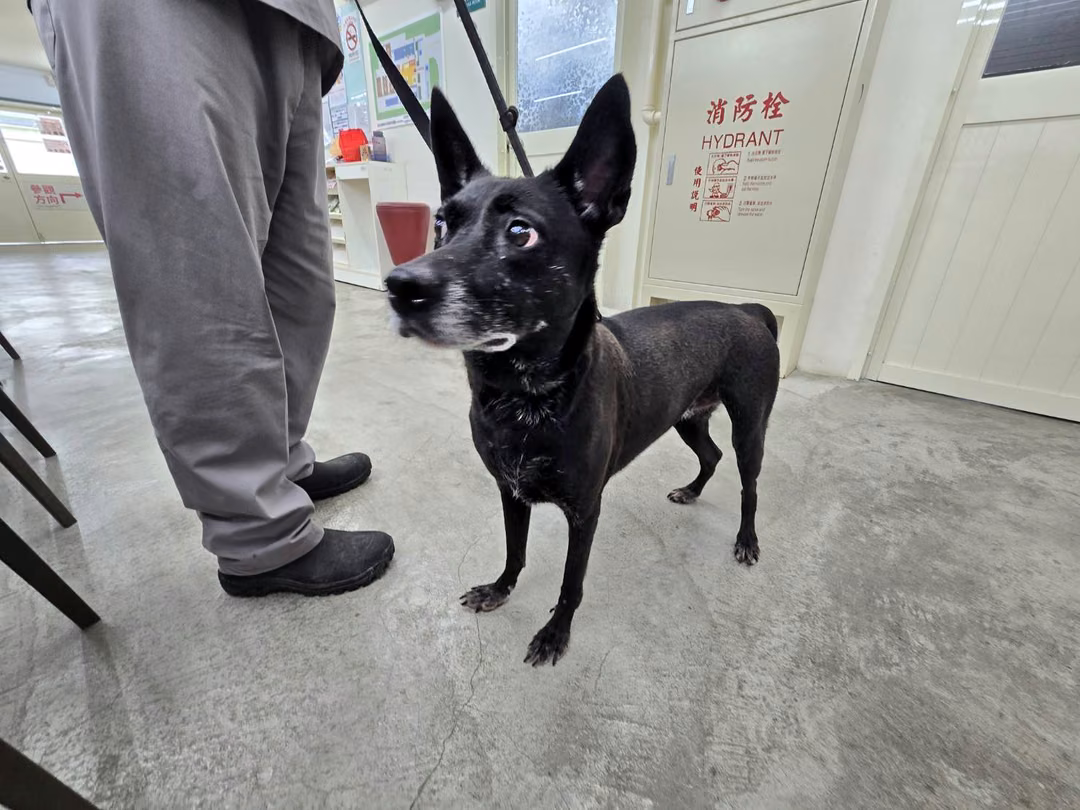 Black adult female mixed-breed dog, Medium, shelter no. …1203