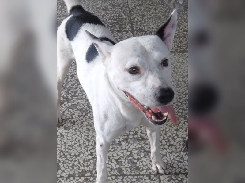 Black-and-white adult male mixed-breed dog, Large, shelter no. …1552