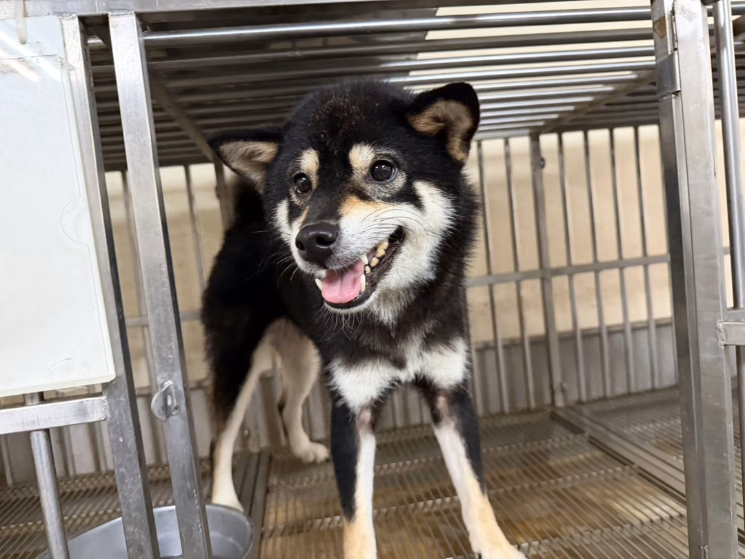 Black-and-white adult female Shiba Inu, Small, shelter no. …7003