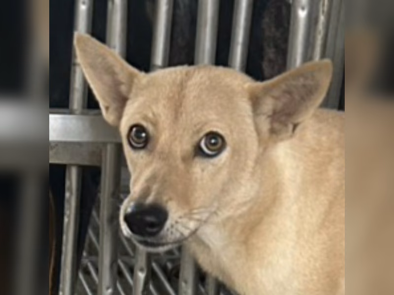 Tan adult female mixed-breed dog, Large, shelter no. …1020