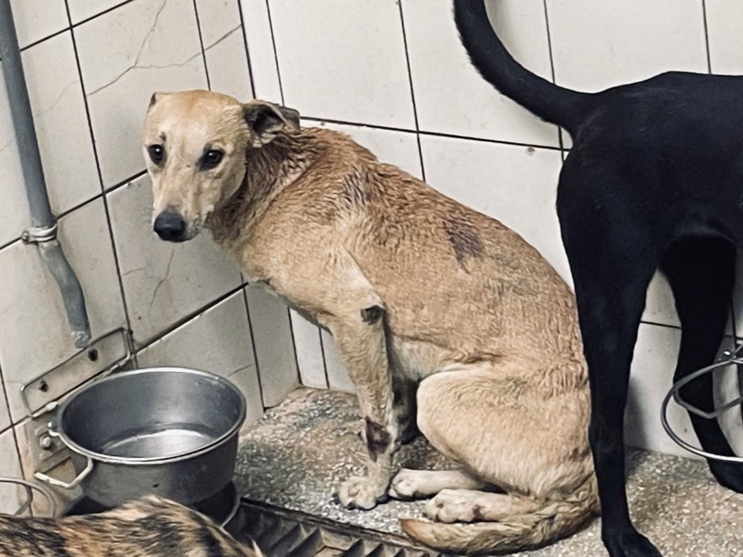 Tan adult female mixed-breed dog, Large, shelter no. …3A25