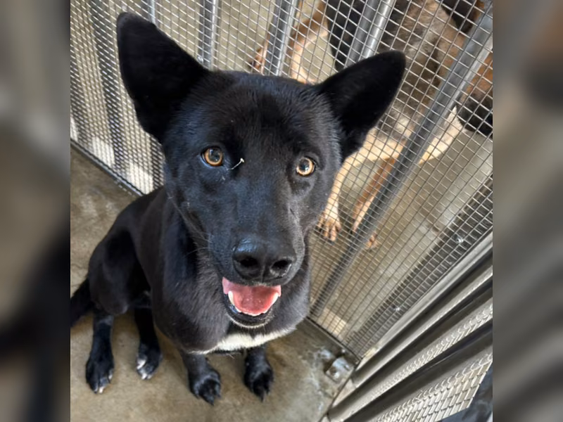 Black adult male mixed-breed dog, Large, shelter no. …9002