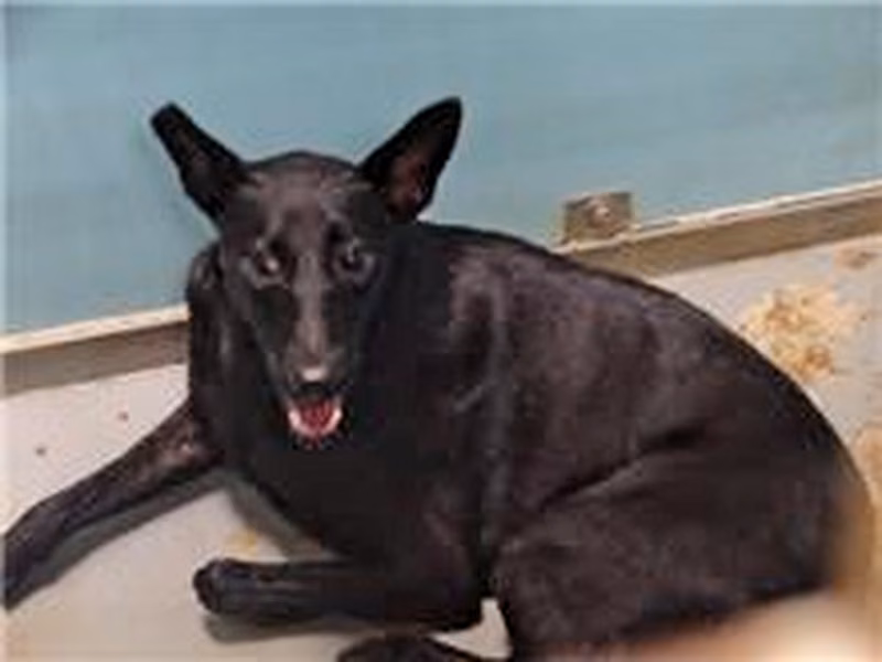 Black adult female mixed-breed dog, Medium, shelter no. …1702