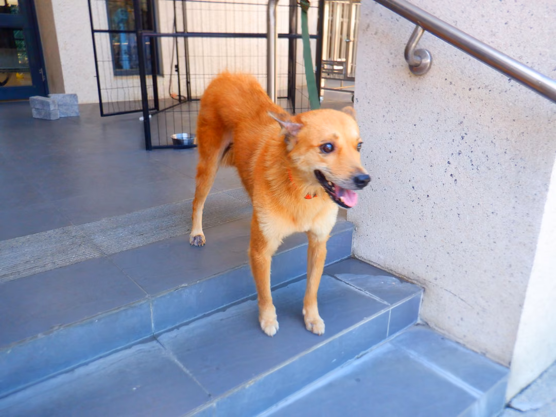 Tan adult female mixed-breed dog, Medium, shelter no. …8641