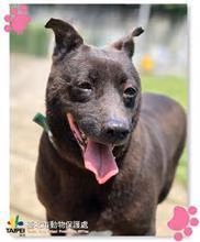 Black adult female mixed-breed dog, Medium, shelter no. …2315
