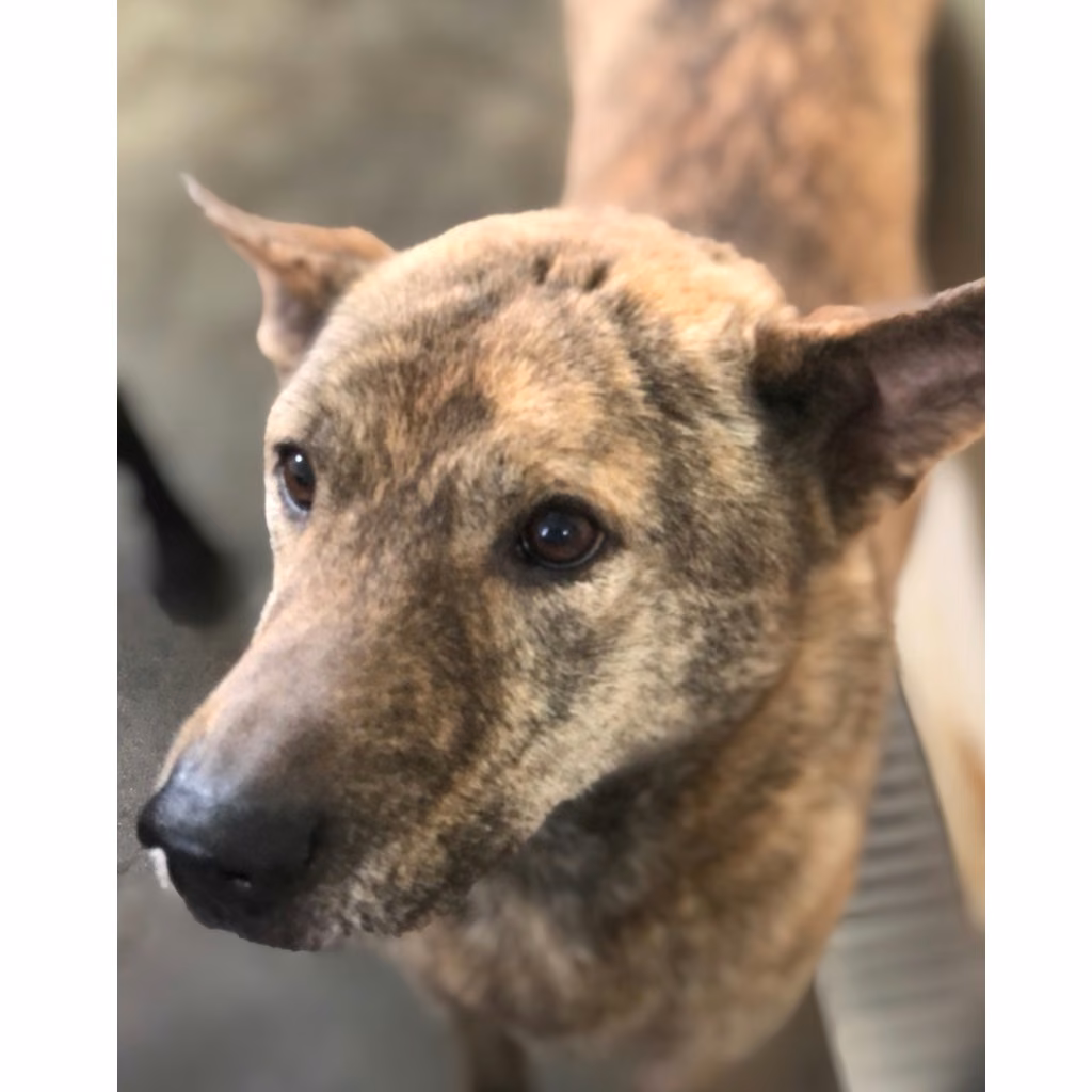 Tabby adult male mixed-breed dog, Large, shelter no. …0036
