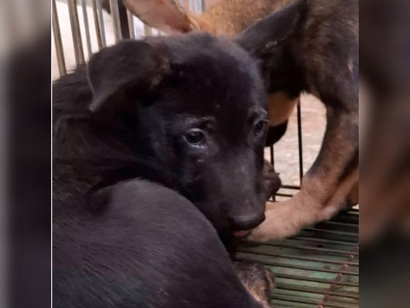 Black young male mixed-breed dog, Small, shelter no. …1-05