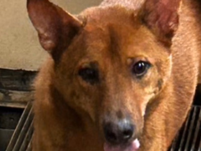 Tan adult male mixed-breed dog, Medium, shelter no. …7061