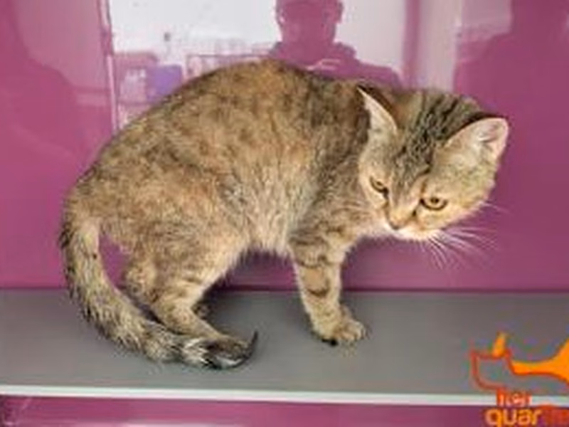Brown tabby young female European Shorthair, shelter no. …4135