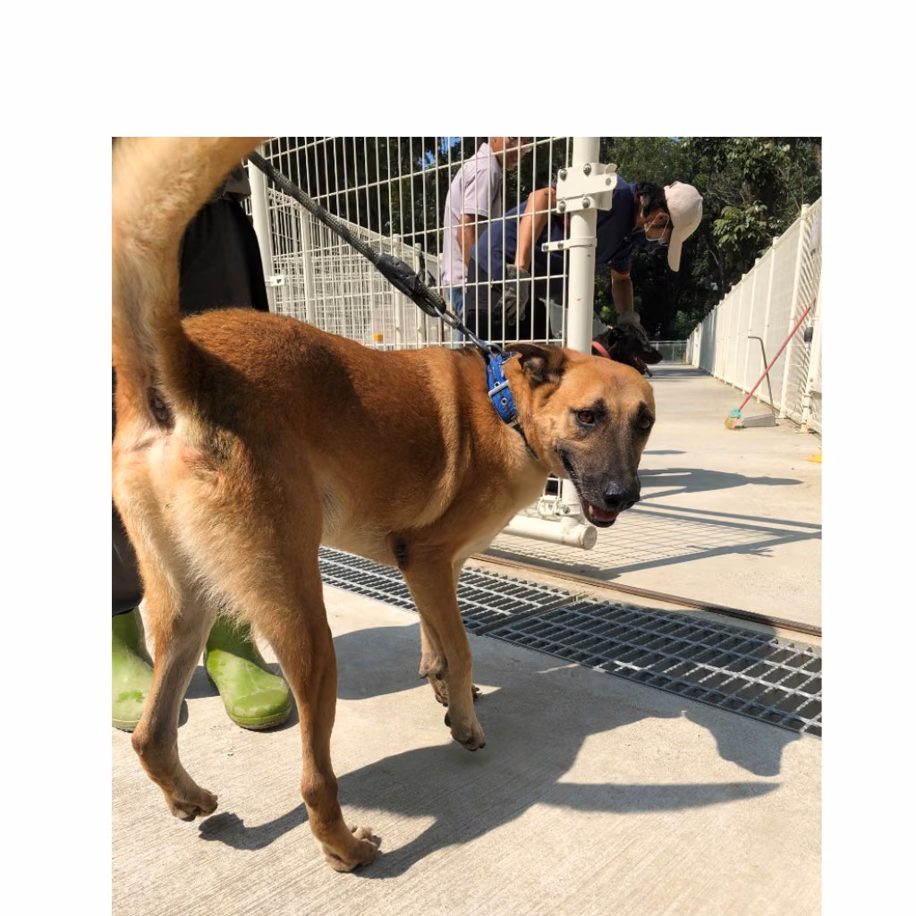 Tan adult male mixed-breed dog, Medium, shelter no. …6-20