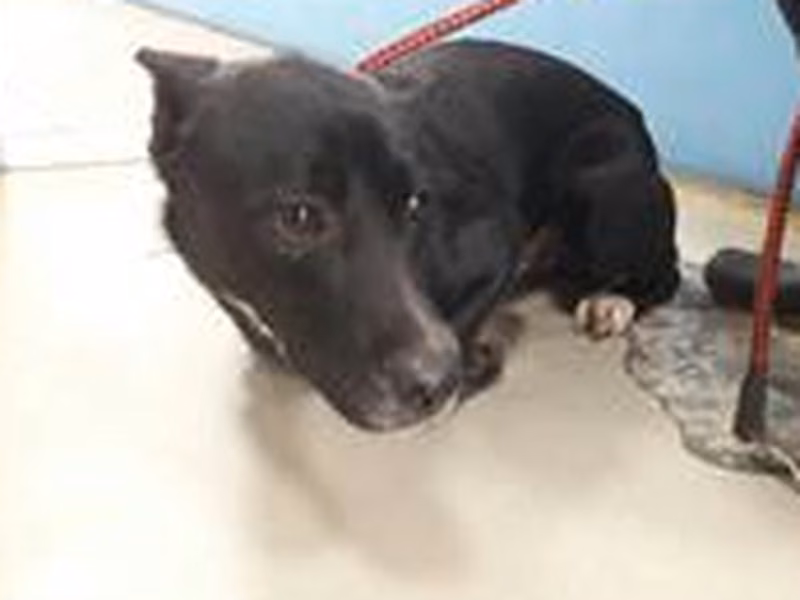 Black-and-white adult male mixed-breed dog, Medium, shelter no. …2303