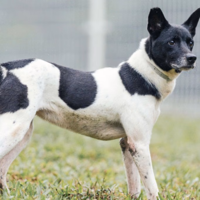 Black-and-white adult female mixed-breed dog, Medium, shelter no. …8005