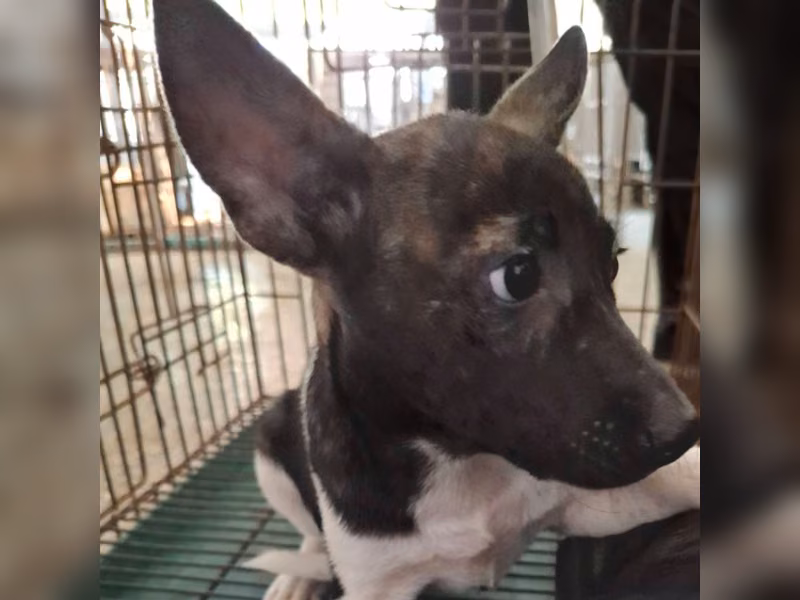 Black-and-white young female mixed-breed dog, Small, shelter no. …1-09