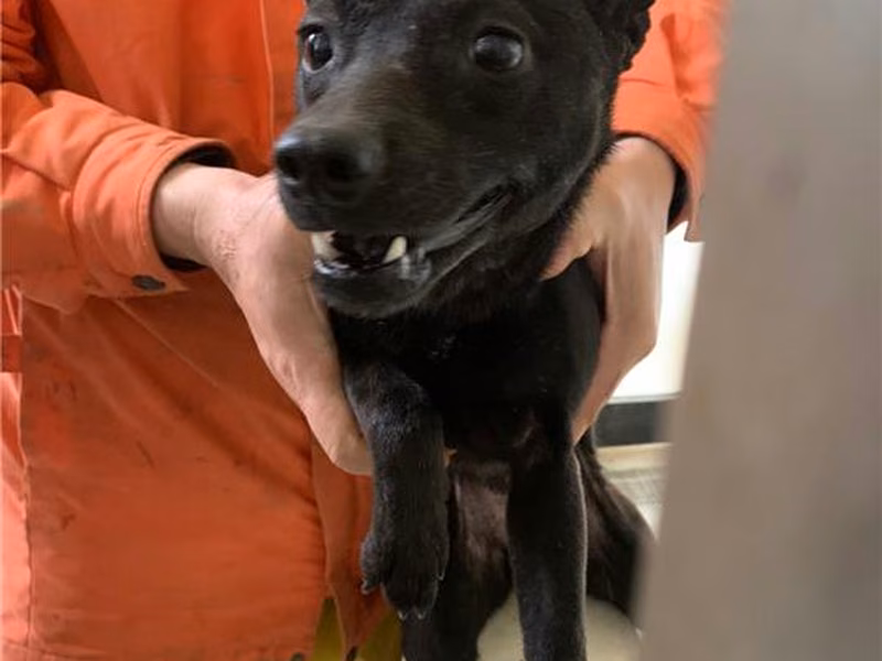 Black adult female mixed-breed dog, Large, shelter no. …5025