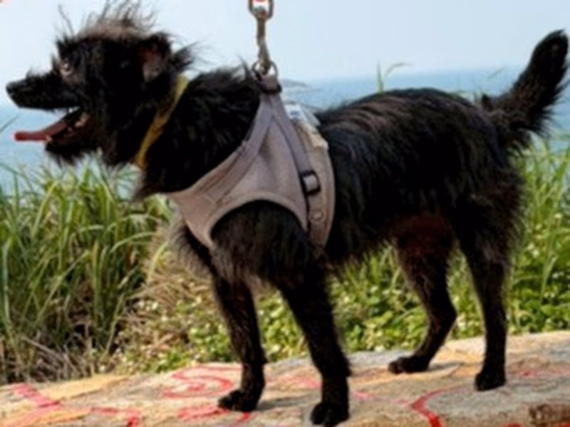 Black adult female mixed-breed dog, Small, shelter no. …5006