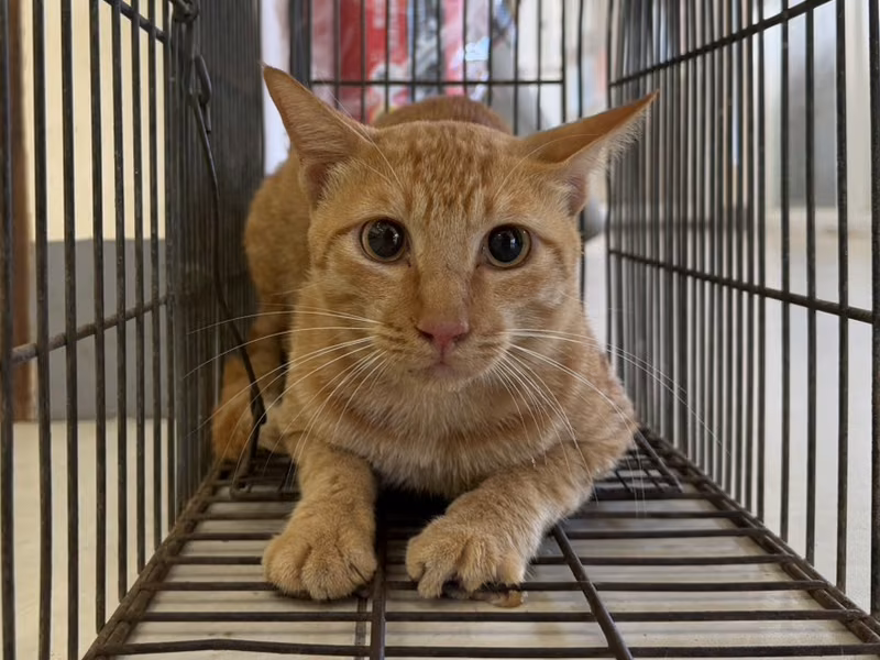 Orange tabby adult male mixed-breed cat, Small, shelter no. …1C07