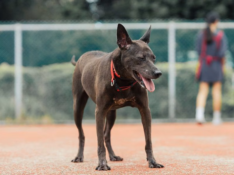 Brown adult male mixed-breed dog, Medium, shelter no. …1304