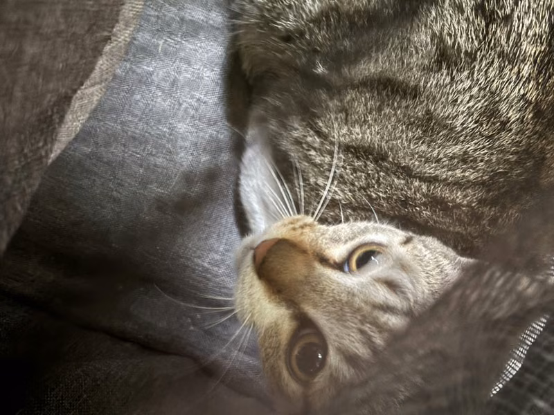 Tabby adult male mixed-breed cat, Medium, shelter no. …9010