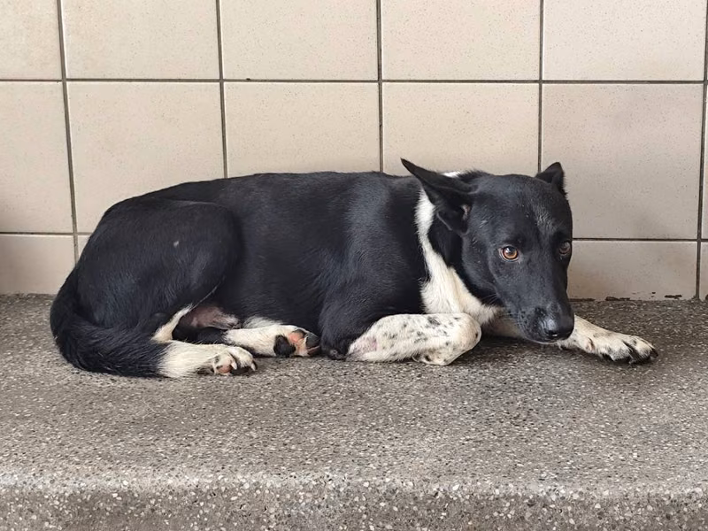 Black adult male mixed-breed dog, Large, shelter no. …2509