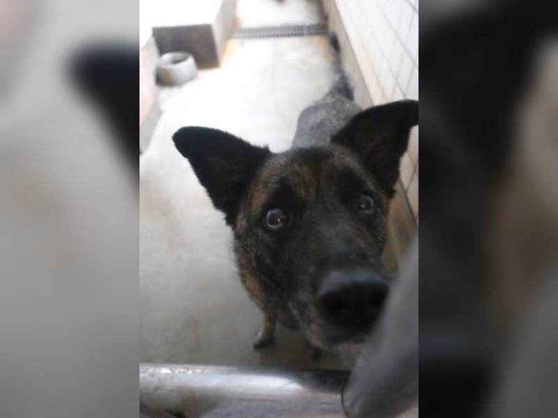 Tabby adult male mixed-breed dog, Large, shelter no. …0632