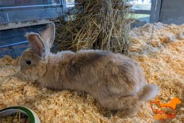 Brown-and-white young male Rabbit, shelter no. …4112