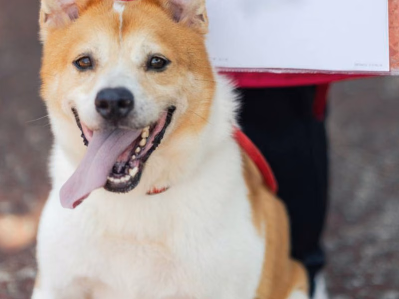 Tan-and-white adult male mixed-breed dog, Medium, shelter no. …0202