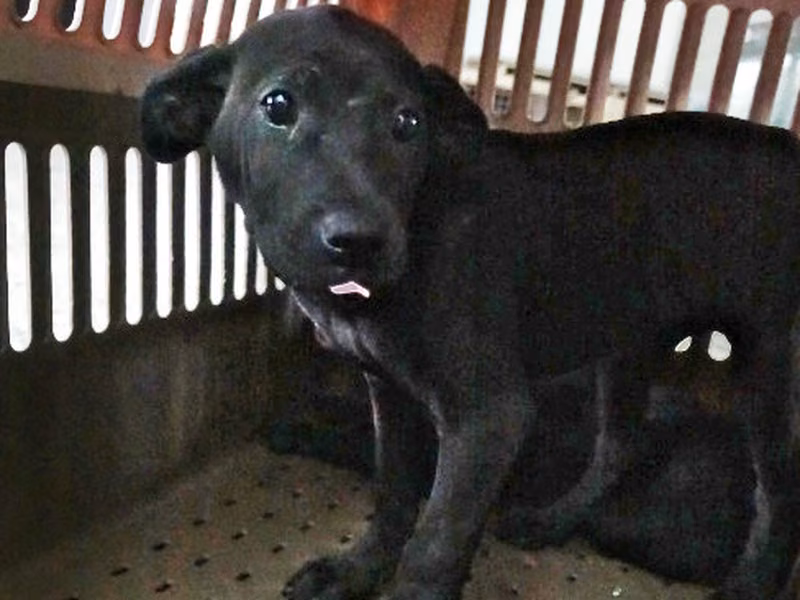 Black young female mixed-breed dog, Medium, shelter no. …0384