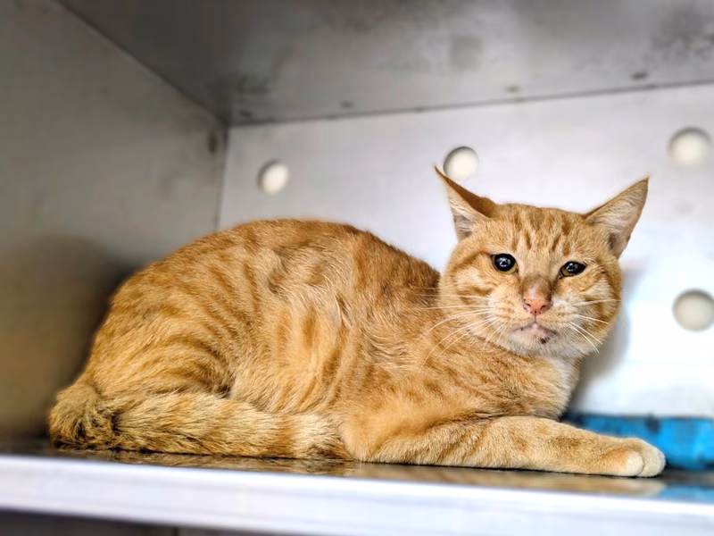 Orange adult male mixed-breed cat, Medium, shelter no. …1001