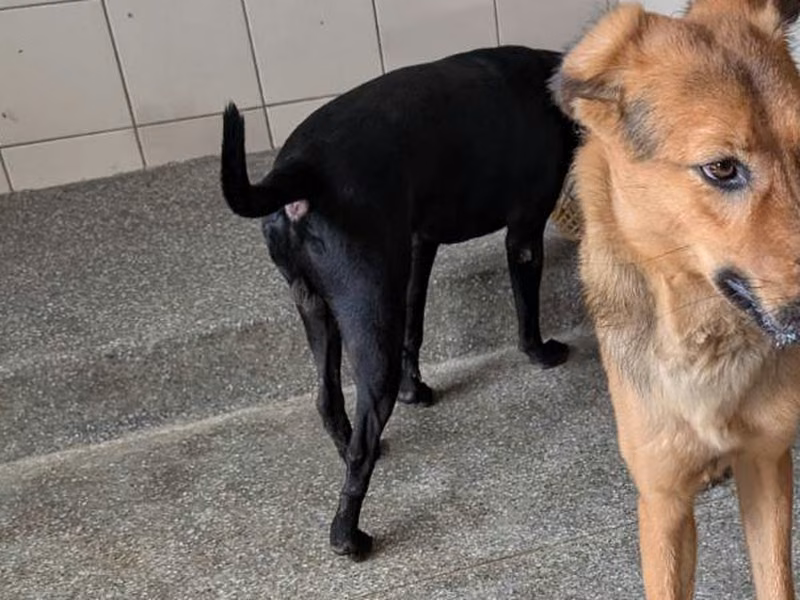 Tan adult male mixed-breed dog, Large, shelter no. …0321