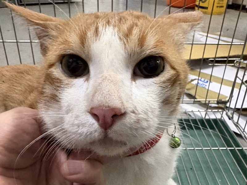 ミックス猫(オス・成猫・茶と白)、中型, 施設番号 …0001