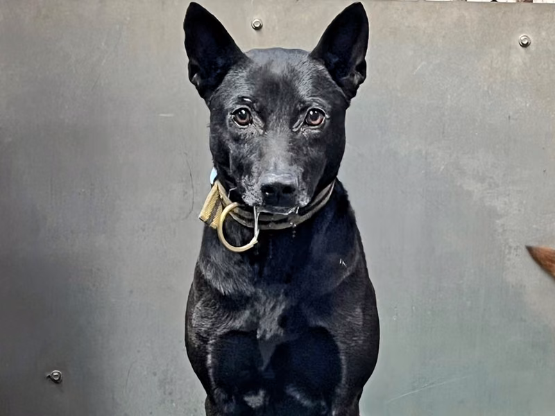 Black adult male mixed-breed dog, Medium, shelter no. …8003
