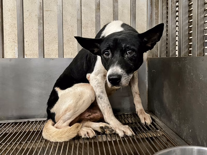 Black-and-white adult male mixed-breed dog, Medium, shelter no. …0001