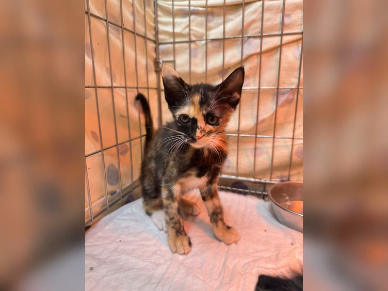 Gata mestiza hembra joven, Pequeño, refugio n.º …6003